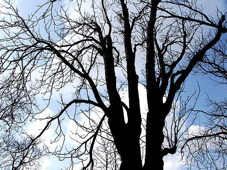 El Arbol.jpg